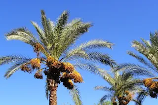 More than half of palm tree species may be threatened with extinction To better understand these risks, their impact on palm diversity and the wider environment, as well as their impact on humans; The study authors believe there is still more work to be done.  Wild palm trees support the livelihoods of millions of people globally , and scientists have recently used artificial intelligence (AI) to help estimate the extinction risk of many species of palm trees .  In a new study published in the journal Nature Ecology and Evolution on September 26, scientists estimated the condition of nearly 1,900 palm species using artificial intelligence, and found that more than a thousand species may be at risk. extinction.  New technologies An international team of researchers from Britain's Royal Botanic Gardens, the University of Zurich and the University of Amsterdam has combined data on the International Union for Conservation of Nature ( IUCN ) red list with new machine learning techniques to paint a clearer picture of How to threaten the palm.  The International Union for Conservation of Nature's Red List of Threatened Species is a gold standard for assessing the conservation status of animal, plant and fungal species. But there are gaps in the Red List that need to be addressed, as not all species are listed, and many assessments need to be updated. Conservation efforts are further complicated by insufficient funding and the enormous time required to manually assess species.  However, the scientists are confident that initial assessments of the species' conservation status can be greatly accelerated using artificial intelligence. To this end, researchers are developing new techniques to estimate the extinction risk of thousands of plant species, aiding efforts to expand and update the IUCN Red List.  Biodiversity crisis “The biodiversity crisis dictates that we must take urgent action to halt biodiversity loss, ” says Dr Stephen Backman, research leader of the Conservation Analysis and Assessment Team, in a Royal Botanic Gardens press release . “We need to use all the tools at our disposal - such as forecasting and automation - to make Rapid and robust assessments. Adding plants to the Red List is one of the vital steps conservationists can take to raise awareness of endangered species."  In their latest study, the researchers used machine learning to estimate the extinction risk of more than 1,000 palm species . Using artificial intelligence and existing Red List data, they were able to study how extinction risk relates to palm distribution and the environment, and predicted an increased risk of extinction for 1,381 species.  The newly discovered data were then combined with available Red List assessments to determine the extinction risk of 1,889 species of the palm family, and they concluded that more than a thousand species may be threatened with extinction.  Half of evolutionarily or functionally distinct species are threatened with extinction In the press release, Dr. Sidonie Pilot, lead research at the Royal Botanic Gardens, said: “This is slightly less than an extrapolation based solely on the Red List assessment, but is still very concerning given the many interactions between palms and other organisms. These interactions range from fungi to insects that live on it, to the mammals and birds that eat its fruit, to the many people who depend on palm products.”  All in all, the palm family is found in 227 regions and has been studied by scientists for decades, ensuring a wide range of knowledge about its genetic diversity and uses.  To better understand these risks, and their impact on palm diversity and the broader environment, as well as their impact on humans, the study authors believe there is still more work to be done.