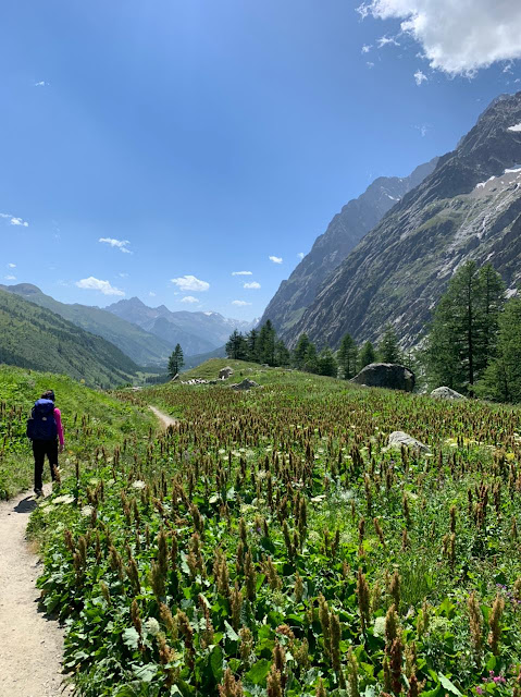 Tour du Mont Blanc