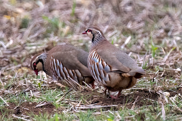 Red-legged partridge