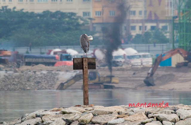 Grey Heron (Ardea cinerea)