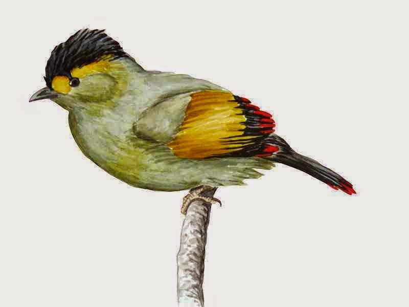 http://sciencythoughts.blogspot.co.uk/2014/07/bugun-liocichla-classified-as.html