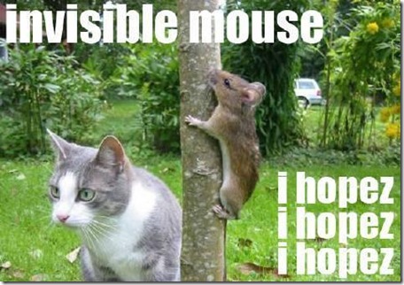 Pictures of Funny Animals (funny mouse) - Invisible Mouse...I Hope So