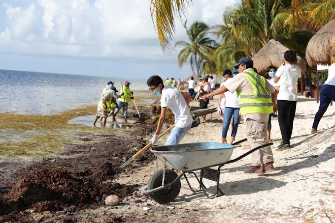 Estados// El sargazo en Quintana Roo, de la crisis a la oportunidad