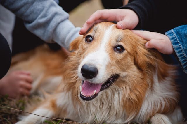 Dogs respond differently to affection from familiar vs unfamiliar people