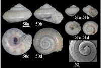 http://sciencythoughts.blogspot.co.uk/2014/02/three-new-species-of-vetigastropod.html