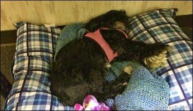 Maggie in bed 10212014