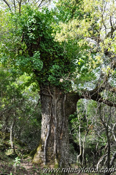 Llanos del Campo - Tesorillo - Cerro del Granadillo - Cerro de las Cuevas - Llanos del Berral