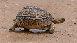 leopard tortoises uk