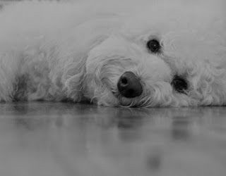 Foto de minha cadela Poodle branca, chamada Sofia. Photo of my white female Poodle, called Sofia.