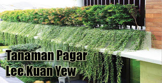 Tanaman Pagar Lee Kuan Yew