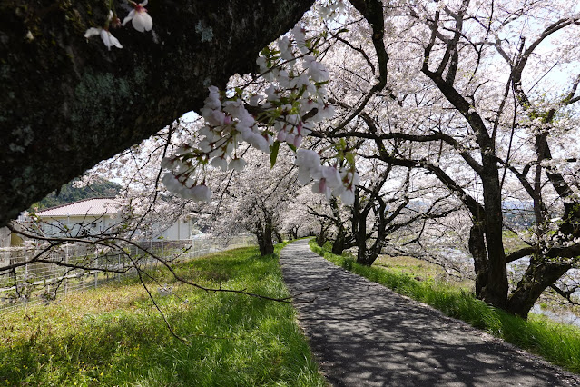 法勝寺川桜並木道　ソメイヨシノ桜　桜トンネル