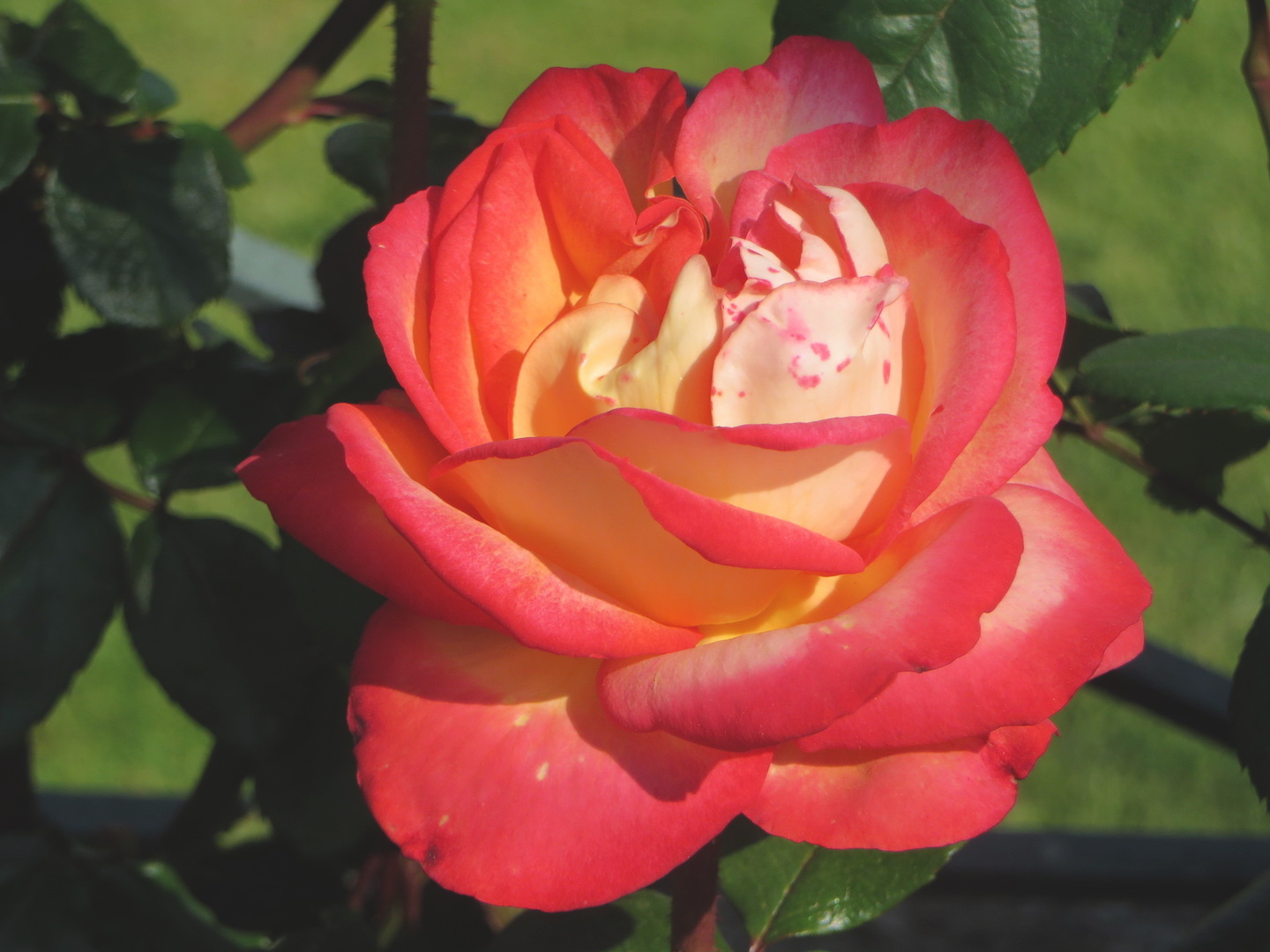 Portuguese Rose