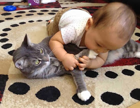 Funny cats - part 78 (35 pics + 10 gifs), cat pics, cat playing with human baby
