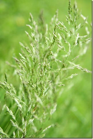 Grass