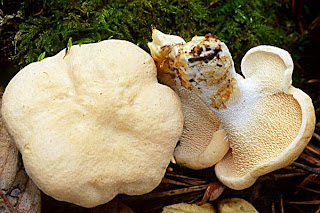 Gamuza, lengua de vaca - Hydnum repandum