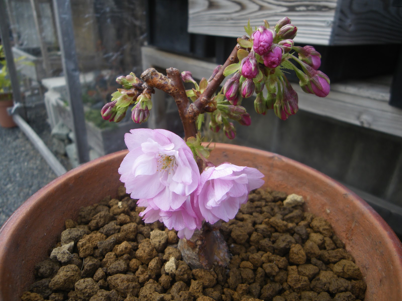 桜の小さな鉢植え 旭山桜のミニ盆栽の植え替えから満開まで メダカの大工