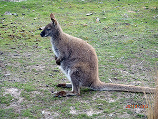 WALLABY