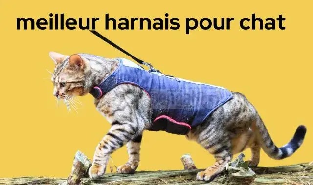 meilleur harnais pour chat