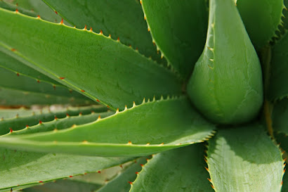 medicinal plants , (Aloe Vera) 