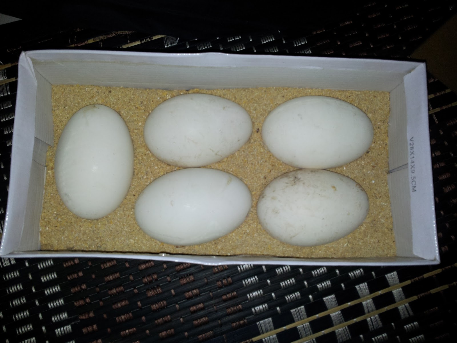 telur angsa telur ayam  belanda 