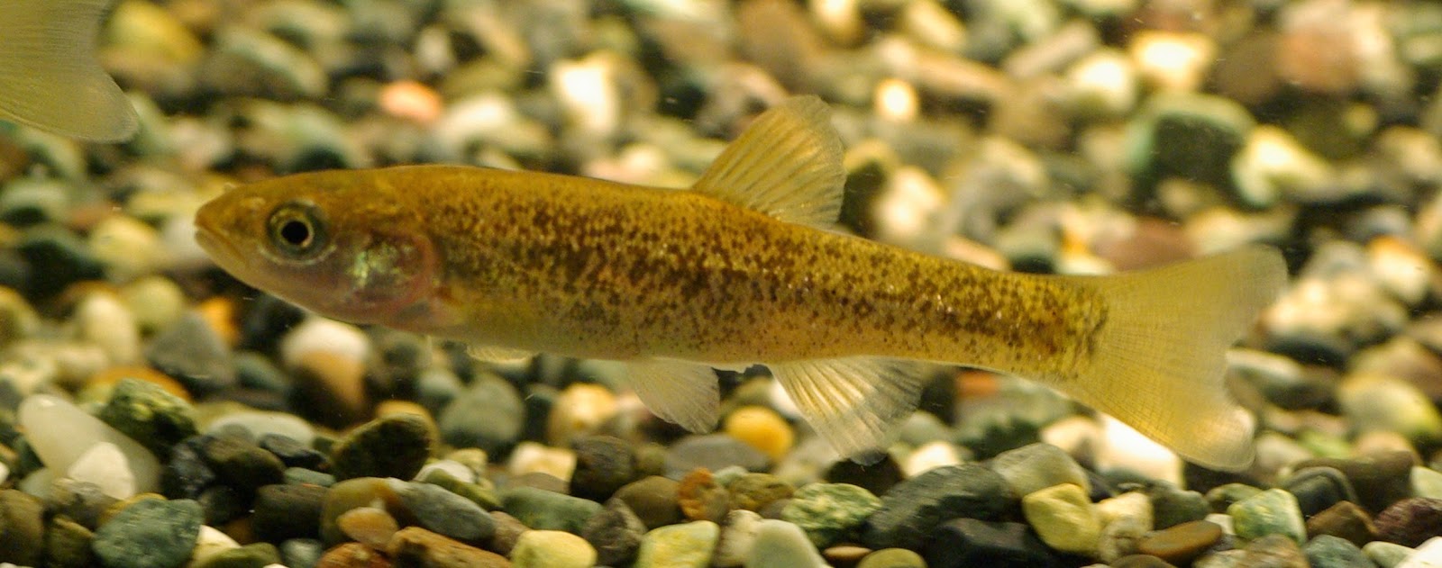 東京淡水魚図鑑 タカハヤ コイ科ウグイ亜科ヒメハヤ属