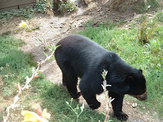 L'ours en plongée