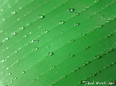 Leaf Close-Up