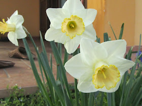 Narcisi Bianchi