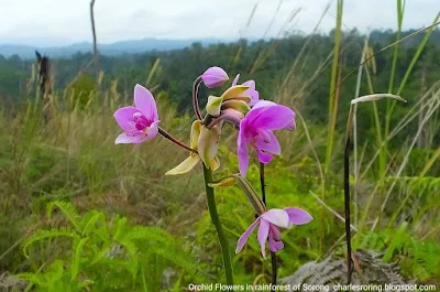 Guided hiking tour in Sorong forest of Indonesia