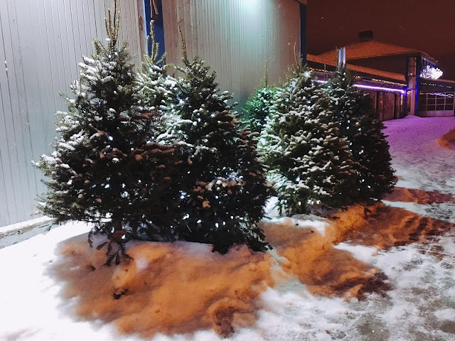 Christmas trees in Québec City