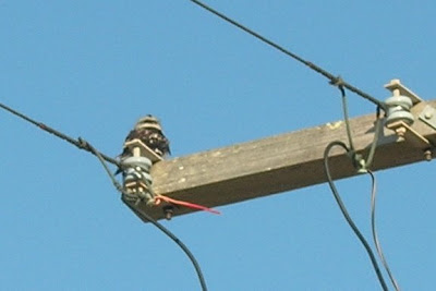 The Laughing Kookaburra