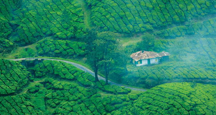 Munnar Tour