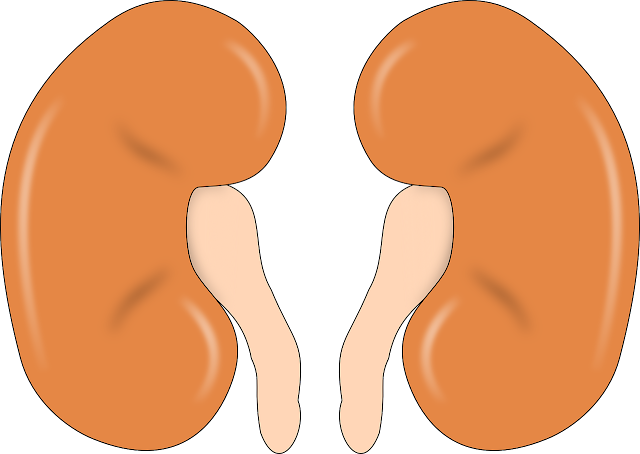 Proper Diagnose & Treatment of Kidney Disease