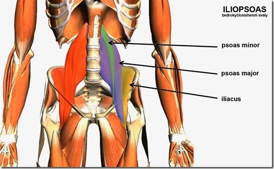 iliopsoas