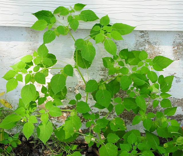 Physalis missouriensis