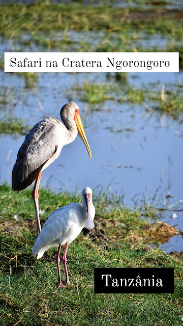 Cratera Ngorongoro