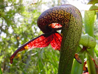 [Image: Darlingtonia+Californica.jpg]