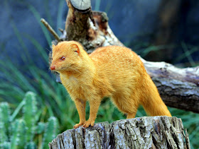 Golden Slender Mongoose