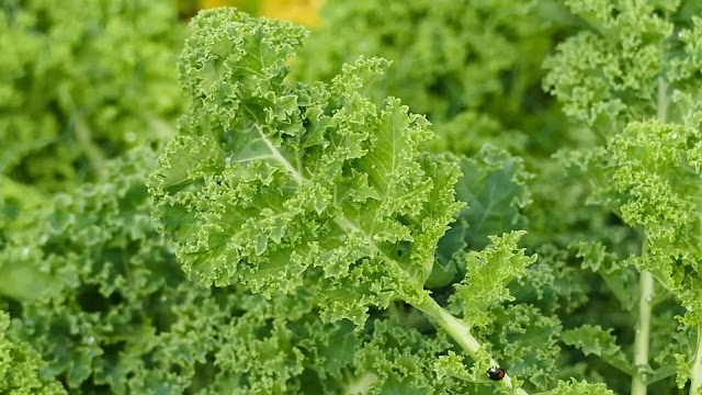 Kale