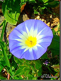 SAM_0234