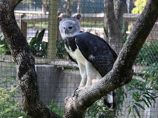 Harpy Eagle Wallpapers