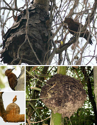 Foto Simbiosis Mutualisme Burung Pelatuk dan Semut Pohon