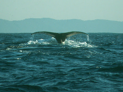 southern right whale, KwaZulu-Natal, South Africa