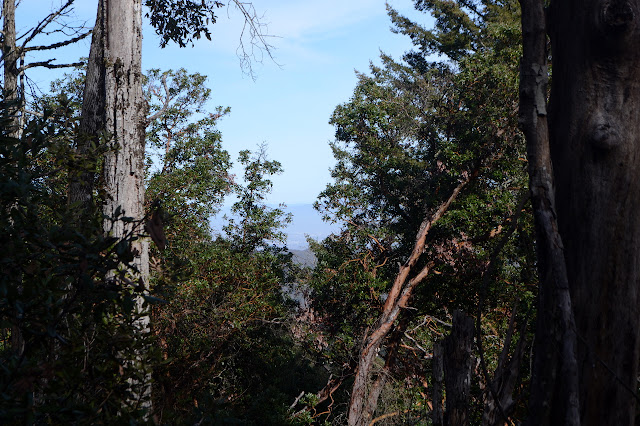 a little bit of murk seen through branches