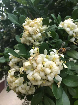 Familia Rutaceae - Murraya paniculata