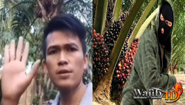 Petani Ikhlas Di Maling Harga Sawit Anjlok