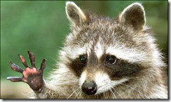 SNN24RACOON-682_493427a