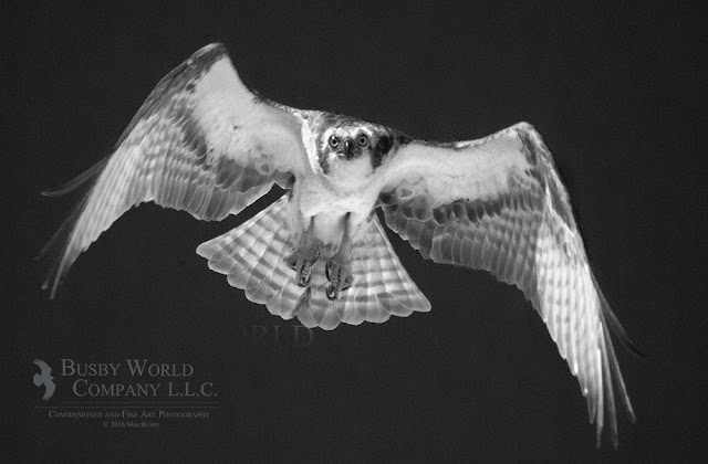 Osprey by Mike Busby Photography