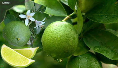 Lime, lime fruit,কাকজি লেবু,সরবতি লেবু