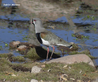 tero comun(Vanellus chilensis)